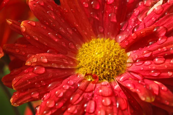 Gerbera kwiat bliska z kropelek wody — Zdjęcie stockowe