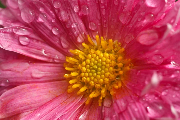 Dahlia flor fechar com gotas de água — Fotografia de Stock