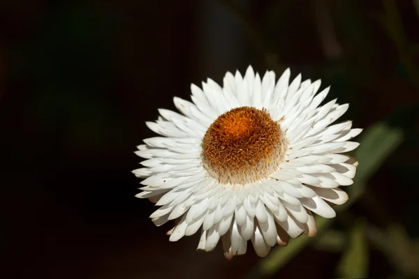 Blume bellis perennis aus nächster Nähe — Stockfoto
