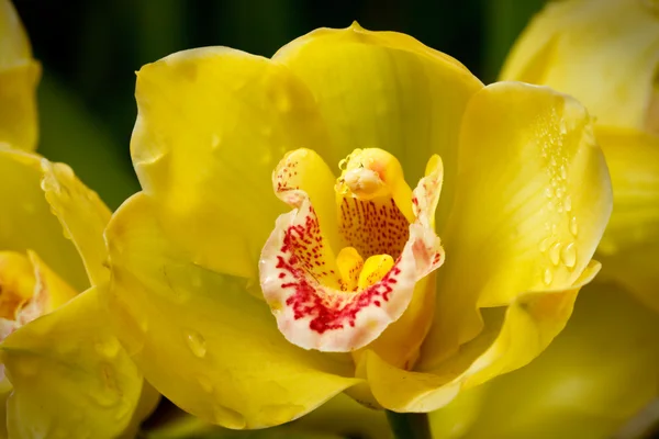 Gelbe Orchidee (Orchidáceae) aus nächster Nähe — Stockfoto