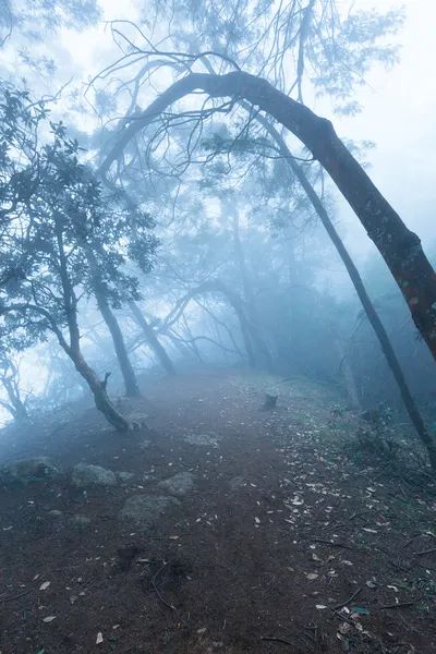 Floresta nebulosa e assustadora no nevoeiro — Fotografia de Stock