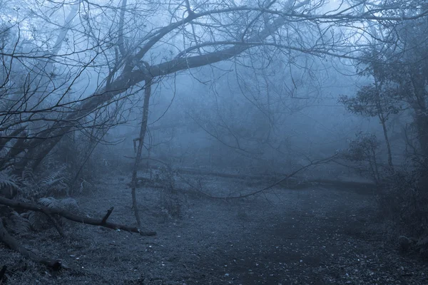 Тропічний ліс в тумані — стокове фото
