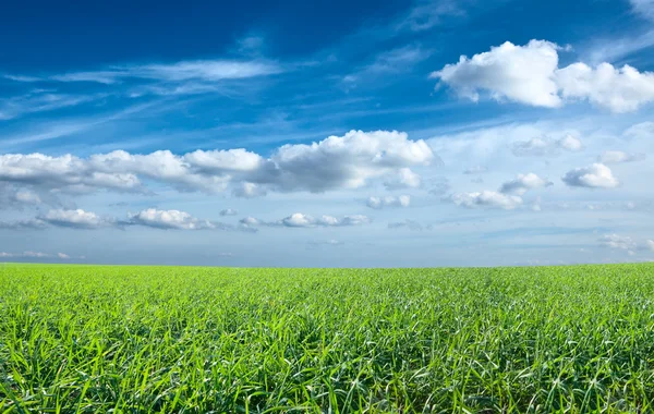Pole zielonej świeżej trawy pod błękitnym niebem — Zdjęcie stockowe