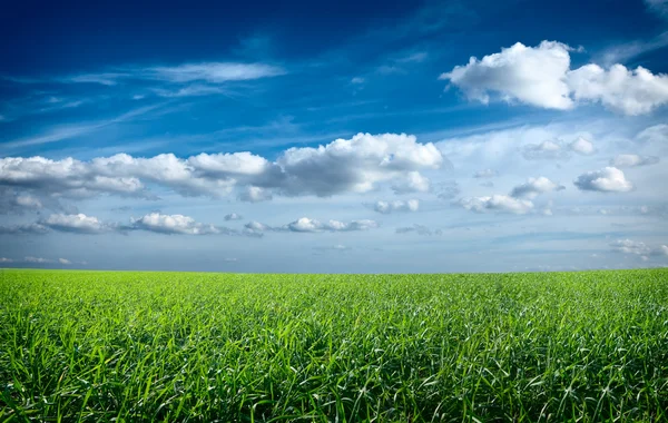 青空の下の緑の新鮮な草のフィールド — ストック写真