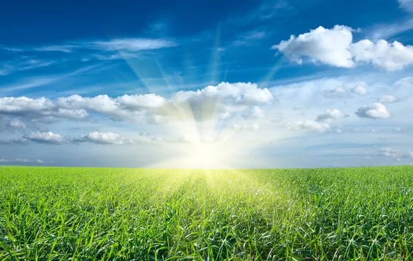 Sol al atardecer y campo de hierba fresca verde bajo el cielo azul — Foto de Stock
