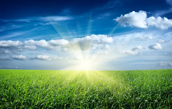 Pôr do sol sol e campo de grama fresca verde sob o céu azul — Fotografia de Stock