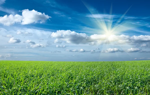 Sonnenuntergang Sonne und Feld von grünem, frischem Gras unter blauem Himmel — Stockfoto