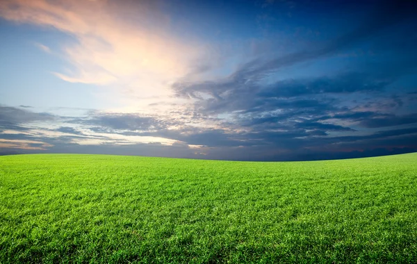 Veld groen vers gras onder de blauwe hemel — Stockfoto