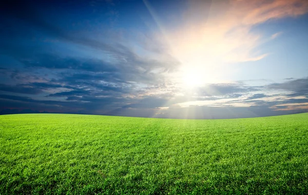 Solnedgång solen och fält med gröna färskt gräs under blå himmel — Stockfoto