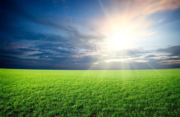 日没の太陽と青い空の下で緑の新鮮な草のフィールド — ストック写真