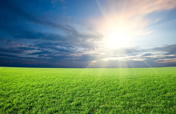 Zachód słońca i pole zielone świeżej trawy pod błękitne niebo — Zdjęcie stockowe