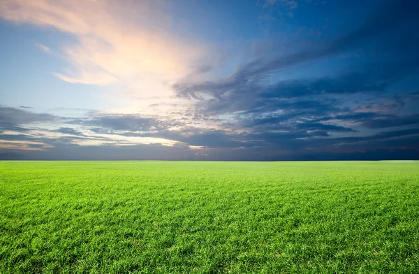 Feld aus grünem, frischem Gras unter blauem Himmel — Stockfoto