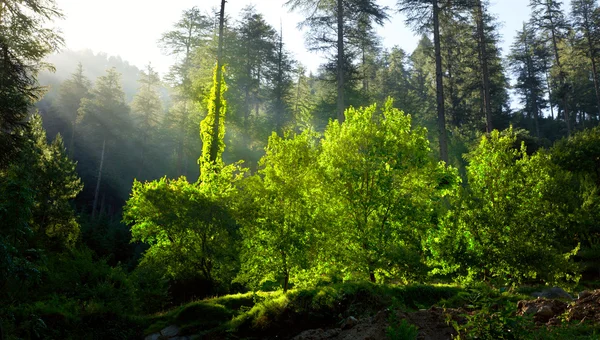 Ранковий ліс з сонячними променями — стокове фото