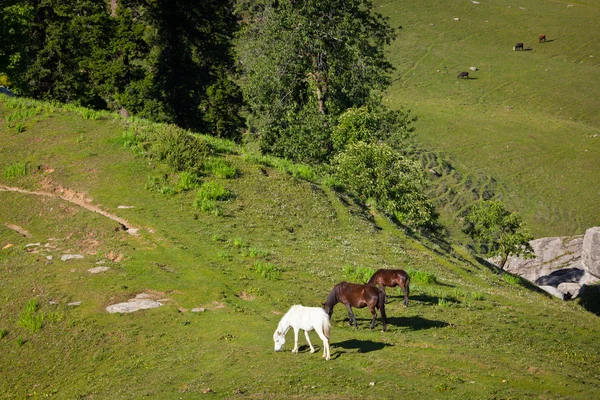 stock image Horses grazing in mountains