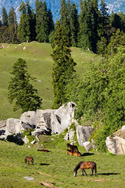 Koně pasoucí se v horách — Stock fotografie