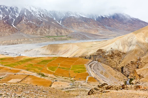 Fields in Spiti Valley — Stock Photo, Image