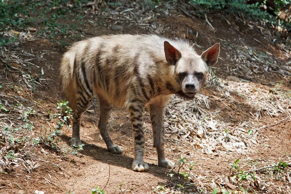Prokládané hyaena — Stock fotografie