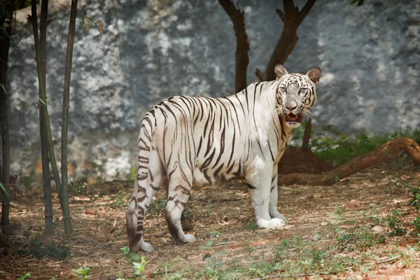 Bílý tygr v lese — Stock fotografie