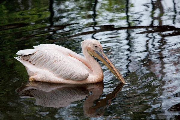 Rosiga pelican — Stockfoto