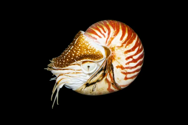 Nautilus Pompilius (Nautilus pompilius) na białym tle — Zdjęcie stockowe