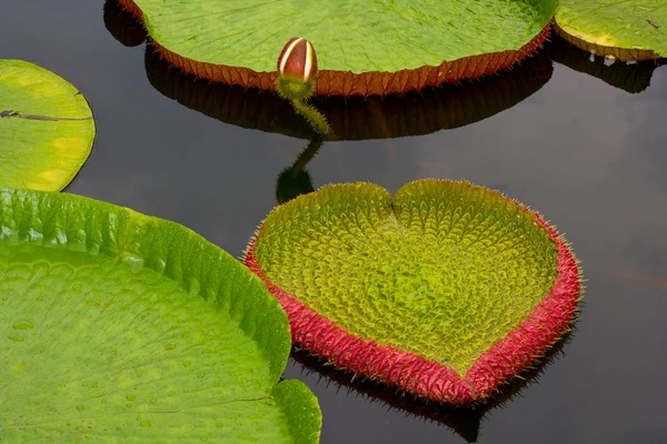Amazon lily flyter på vatten — Stockfoto