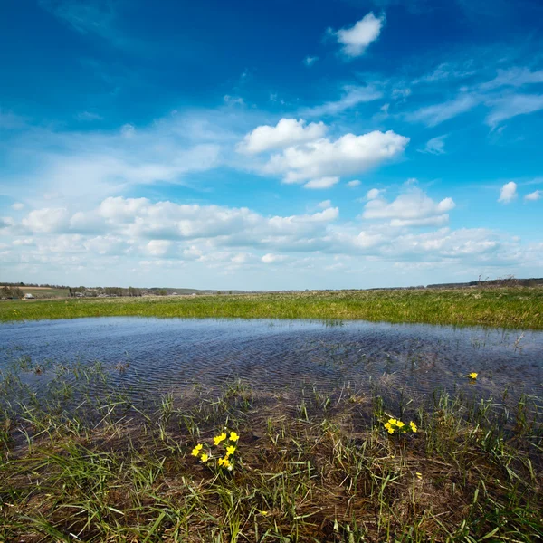 Zalany wody wiosna łąka — Zdjęcie stockowe