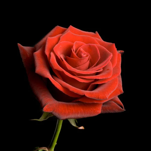 Rosa roja sobre fondo negro — Foto de Stock