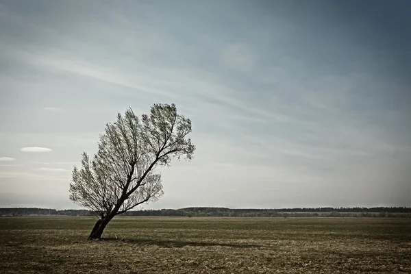 Árbol solitario —  Fotos de Stock