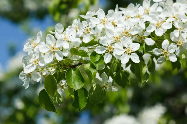 Apple tree blossoming branch — Stock Photo, Image