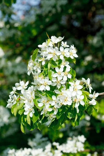 Άνθηση λουλουδιών δέντρων μηλιάς — Φωτογραφία Αρχείου