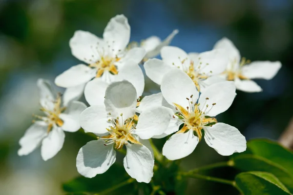 Apple tree blommande blommor — Stockfoto