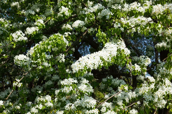Maçã árvore ramo florescente — Fotografia de Stock