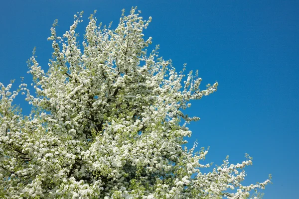 Maçã árvore ramo florescente — Fotografia de Stock