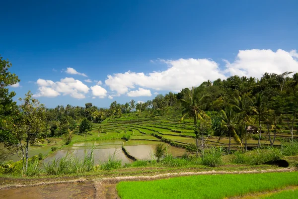 Tarasy ryżowe zielony — Zdjęcie stockowe