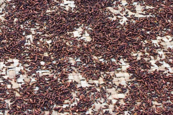 Cloves drying on mat — Stock Photo, Image