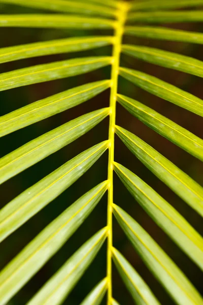 Palmblad på nära håll — Stockfoto
