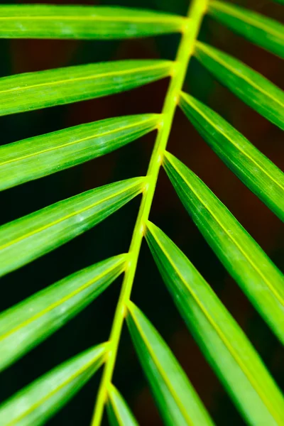 Palmblad van dichtbij — Stockfoto
