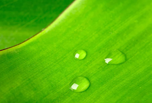 水滴のある緑の葉 — ストック写真