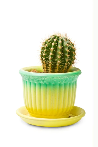 stock image Cactus in flowerpot