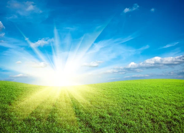 Pôr do sol no campo de grama fresca verde sob o céu azul — Fotografia de Stock