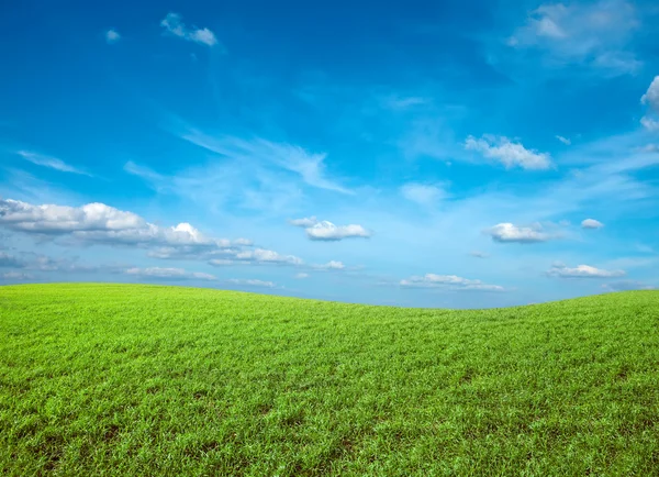 Поле зеленой свежей травы под голубым небом — стоковое фото