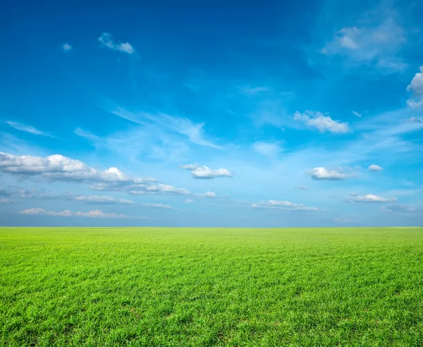 Campo di erba fresca verde sotto il cielo blu — Foto Stock