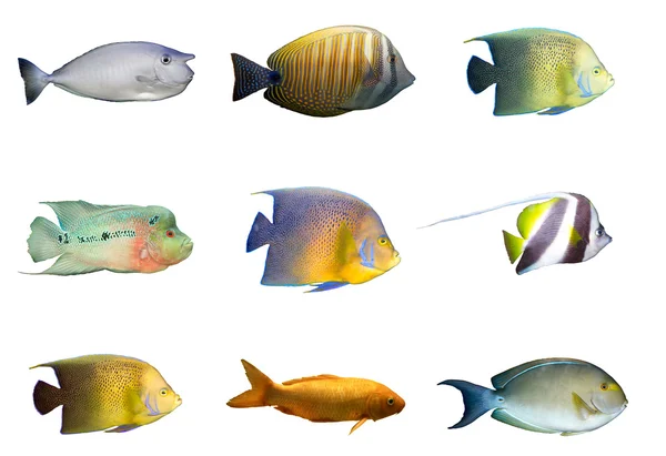 Auswahl tropischer Korallenfische isoliert — Stockfoto
