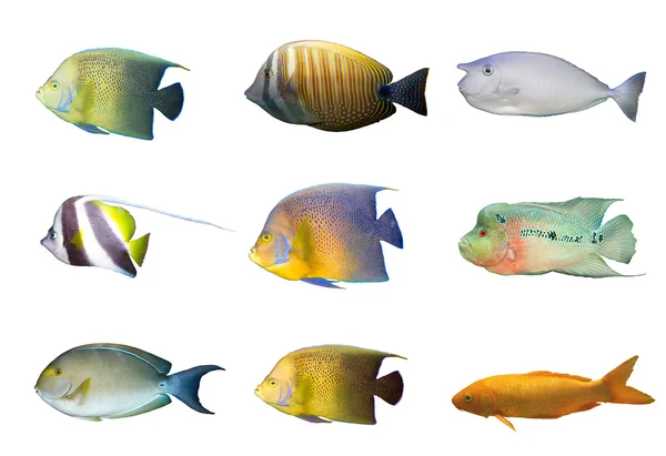 Seleção de peixes de corais tropicais isolados — Fotografia de Stock