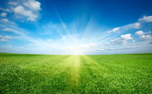 Sol al atardecer y campo de hierba fresca verde bajo el cielo azul Imagen De Stock
