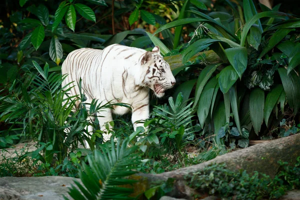 Weißer Tiger — Stockfoto