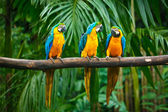 Картина, постер, плакат, фотообои "blue-and-yellow macaw", артикул 7735616