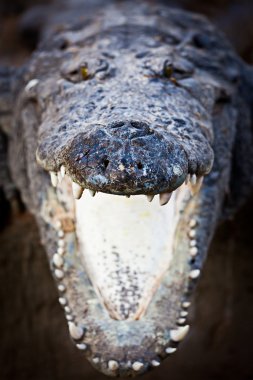 Charging crocodile jaws clipart