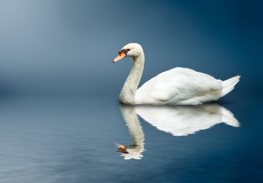 Mute Swan (Cygnus olor) clipart