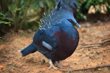 Victoria crowned pigeon clipart